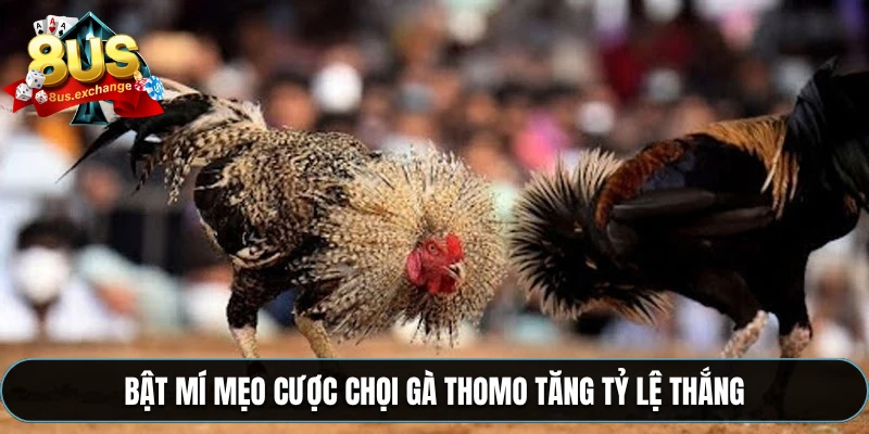 Bật mí mẹo cược chọi gà Thomo tăng tỷ lệ thắng