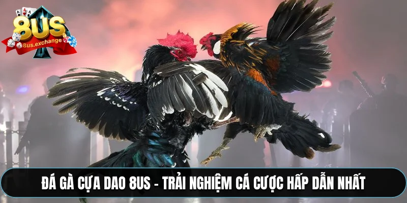 Đá gà cựa dao 8US – Trải nghiệm cá cược hấp dẫn nhất