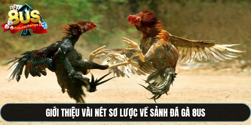 Đá gà 8US – Cá cược game trực tuyến, phát sóng full HD 1 Giới thiệu vài nét sơ lược về sảnh đá gà 8US