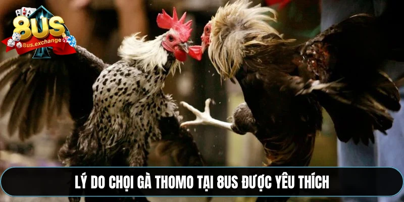 Lý do chọi gà Thomo tại 8US được yêu thích