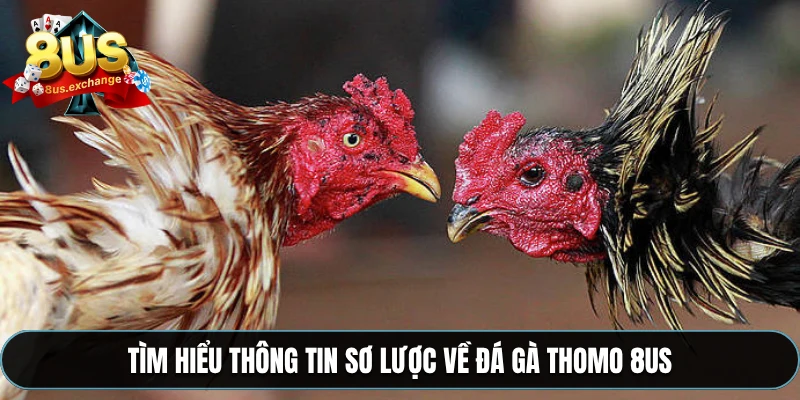 Tìm hiểu thông tin sơ lược về đá gà Thomo 8US