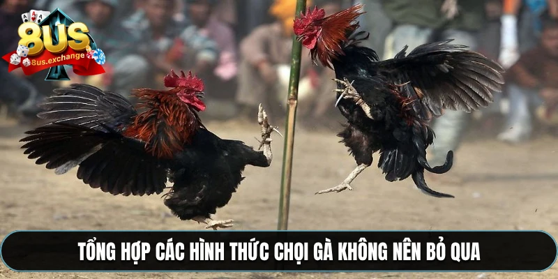 Đá gà 8US – Cá cược game trực tuyến, phát sóng full HD 3 Tổng hợp các hình thức chọi gà không nên bỏ qua
