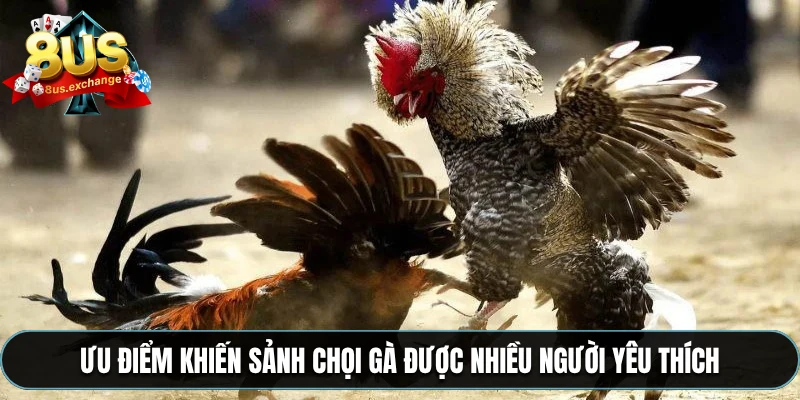 Đá gà 8US – Cá cược game trực tuyến, phát sóng full HD 2 Ưu điểm khiến sảnh chọi gà được nhiều người yêu thích
